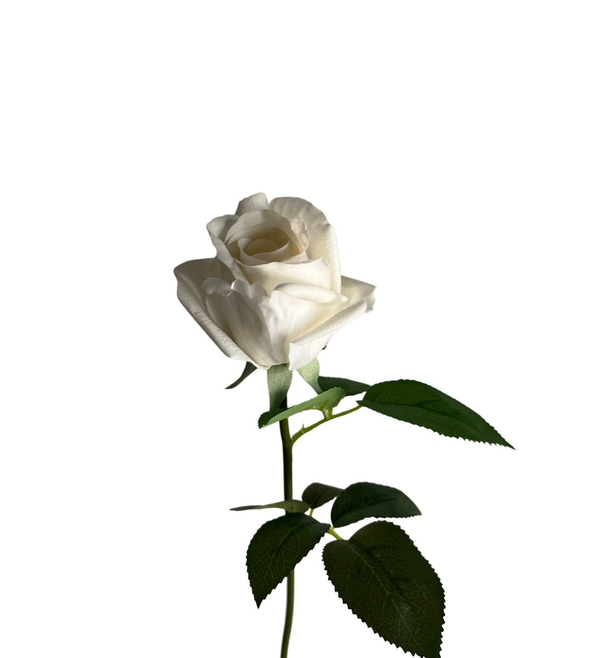 Rose buds in glass vase