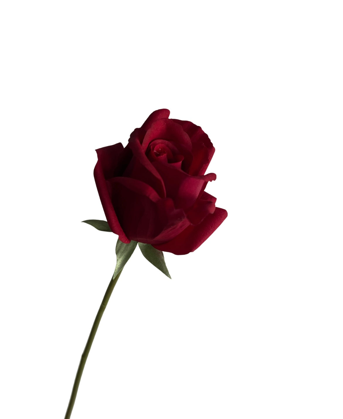 Rose buds in glass vase